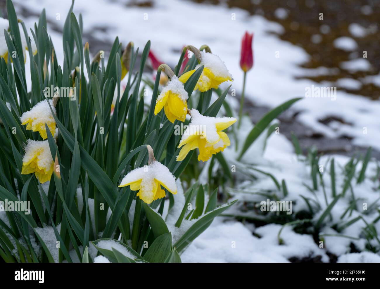 Yellow, blooming daffodils with snow Stock Photo