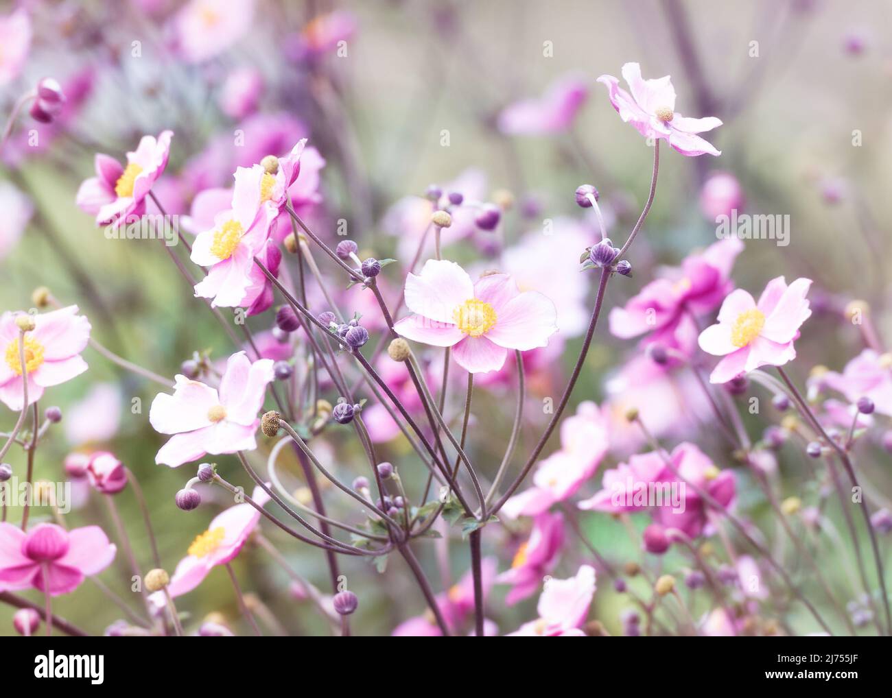 Nature background with spring flowers. (Anemone scabiosa). Selective and soft focus. Copy space. Stock Photo