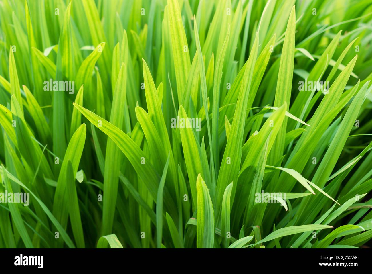 Fresh green pointy leaves pattern background texture Stock Photo