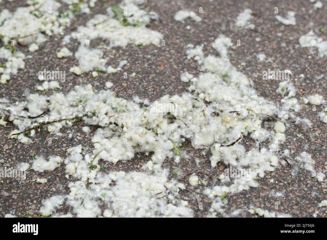 Poplar fluff lies on the ground. Strong allergen, health hazard concept. Selective focus Stock Photo