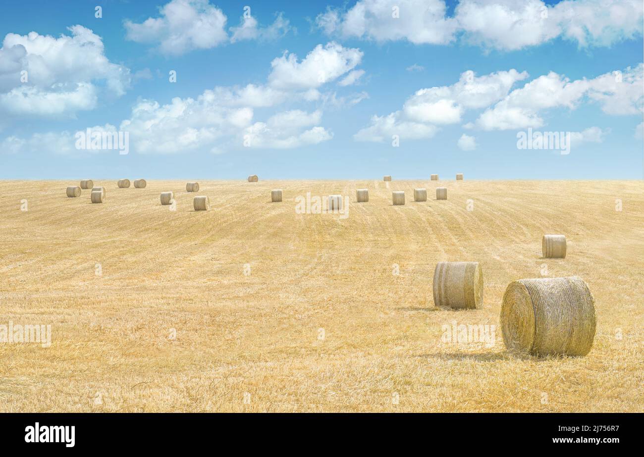 Hay bales in a field of dried grass under blue sky with clouds. Rural ...