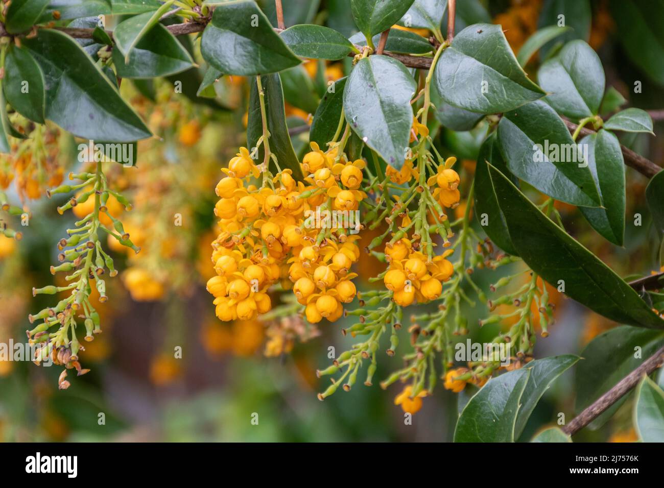 Drooping clusters of yellow flowers hires stock photography and images
