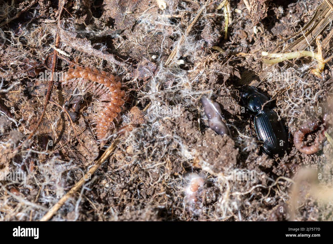 Flat-backed millipede (Polydesmus angustus) and a ground beetle, minibeast creature invertebrate found under a log bug-hunting, England, UK Stock Photo