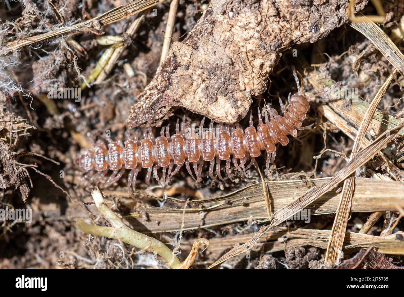 Flat-backed millipede (Polydesmus angustus), minibeast creature invertebrate found under a log bug-hunting, England, UK Stock Photo