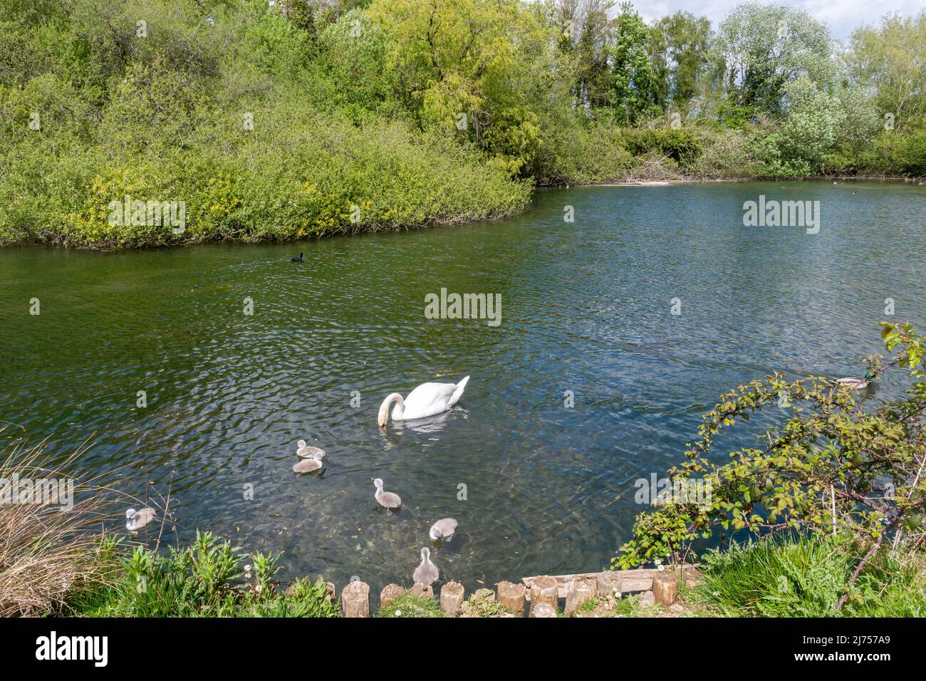 Black Dam Ponds in Basingstoke, Hampshire, England, UK, with swan and during spring