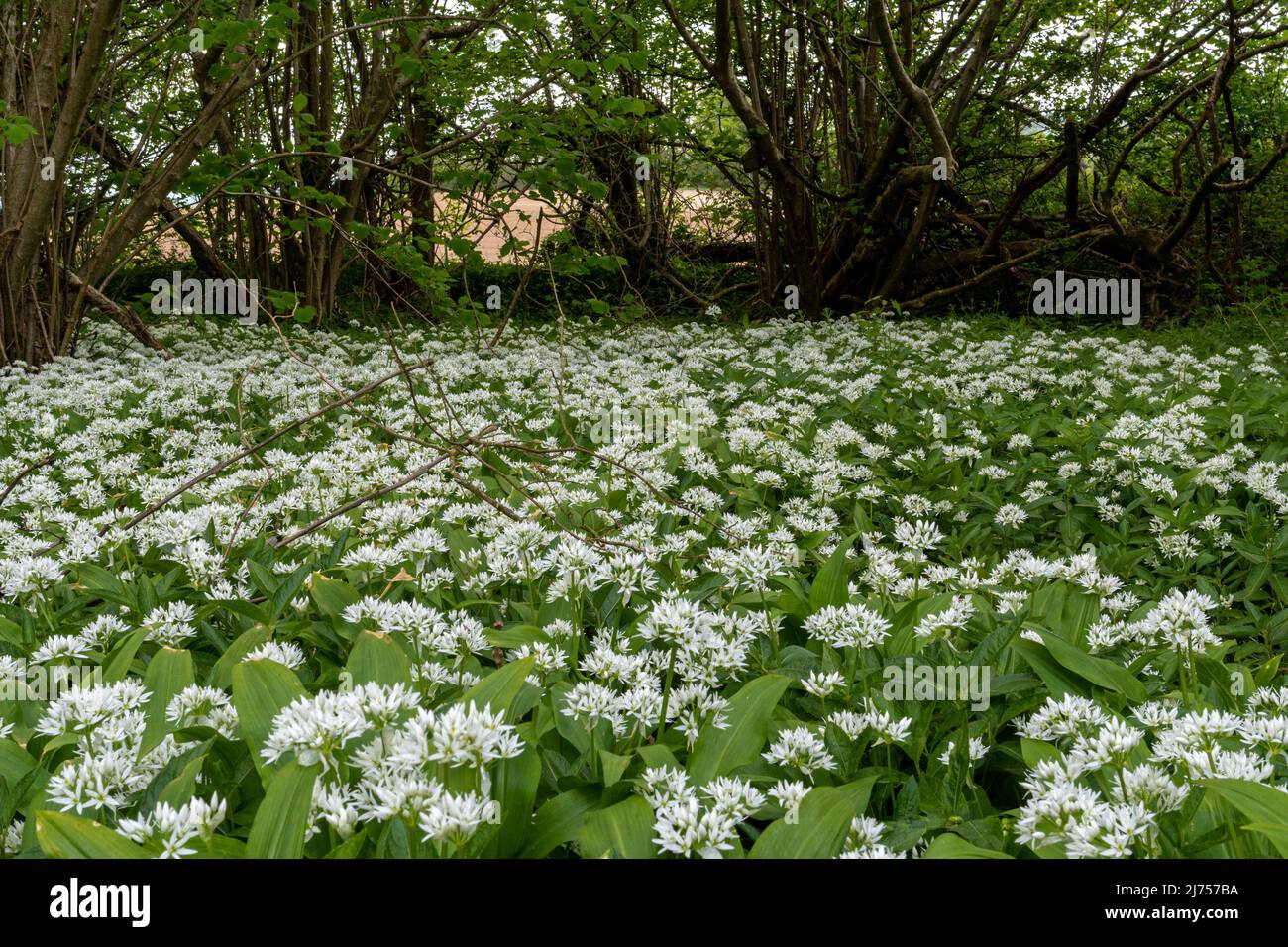 Wild garlic Allium ursinum also called ramsons, white wildflowers