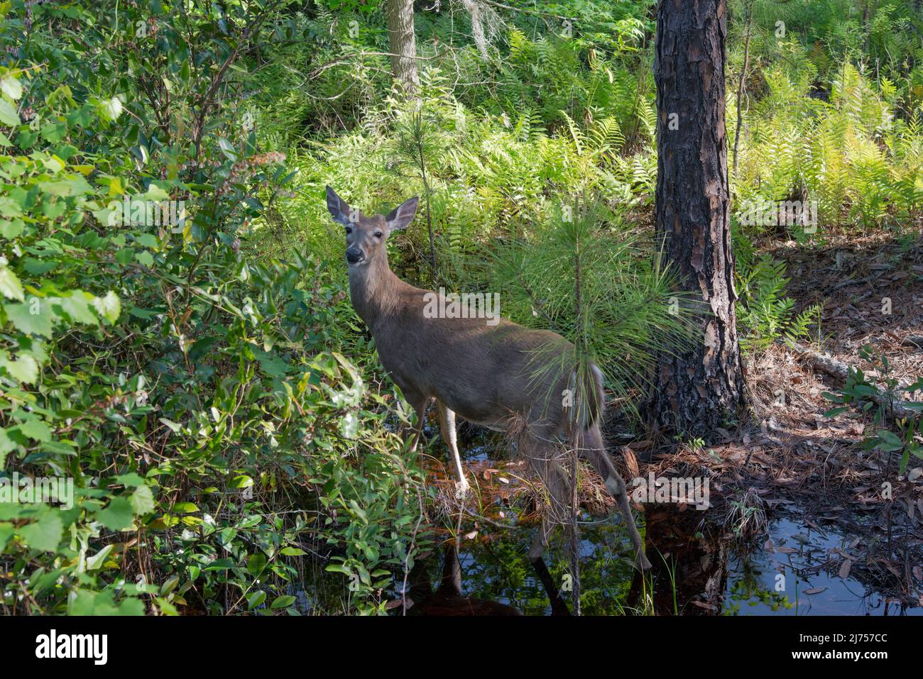 A white-tailed male deer looks at the camera while wading through the water at Stephen Foster State Park in the Okefenokee Wildlife Refuge, Georgia, U Stock Photo