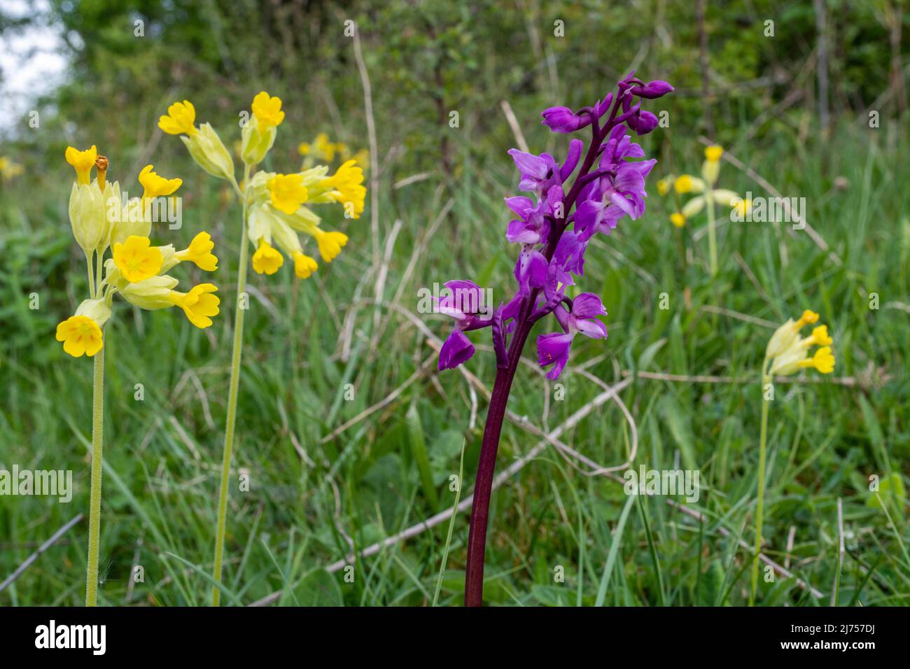 Early purple orchid (Orchis mascula) and cowslip (Primula veris) wildflowers on chalk downland at Noar Hill nature reserve, Selborne, Hampshire, UK Stock Photo