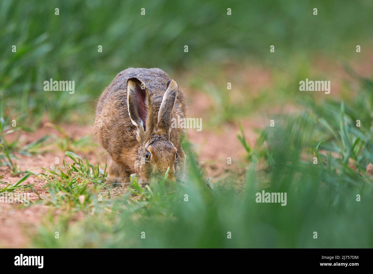 Detailed close up of a European brown hare (Lepus europaeus) sitting isolated in rural UK farmland. Stock Photo