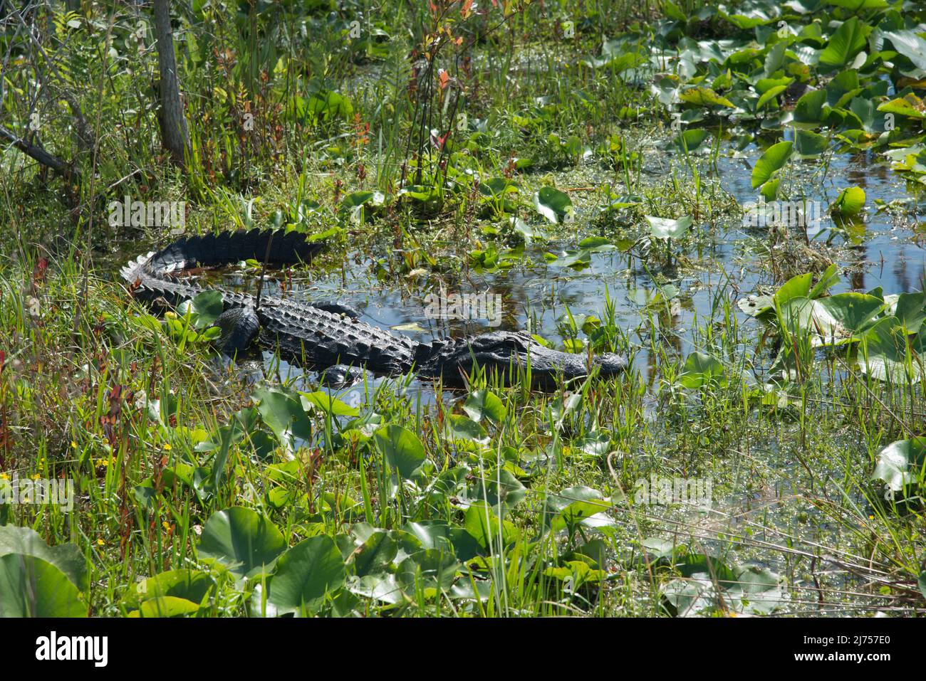 An American Alligator suns himself in shallow water amongst the lily pads in the Okefenokee National Wildlife Refuge, Georgia, USA Stock Photo
