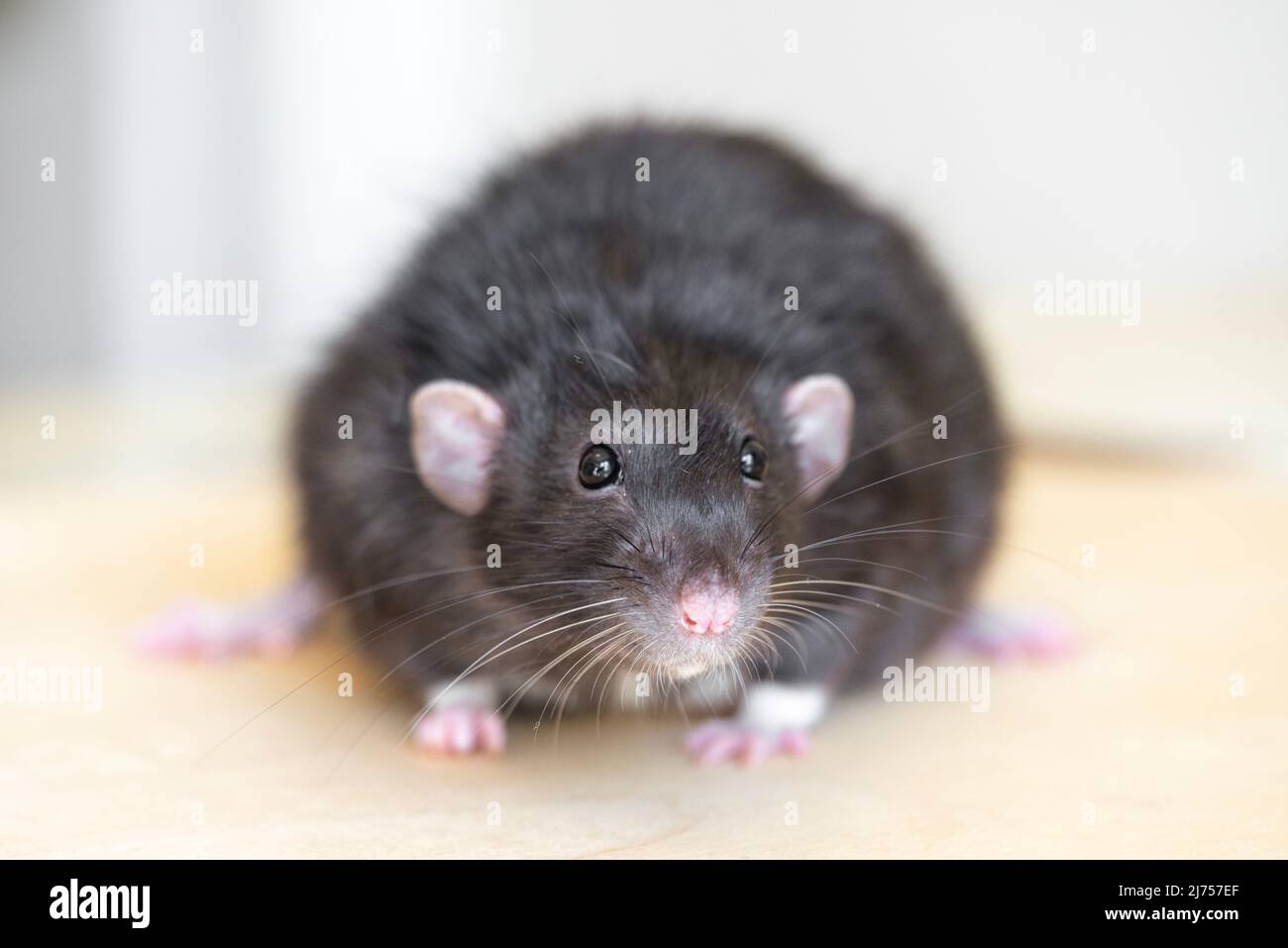 Cute black rat with pink paws, ears and nose, long whiskers. Close up portrait. Stock Photo