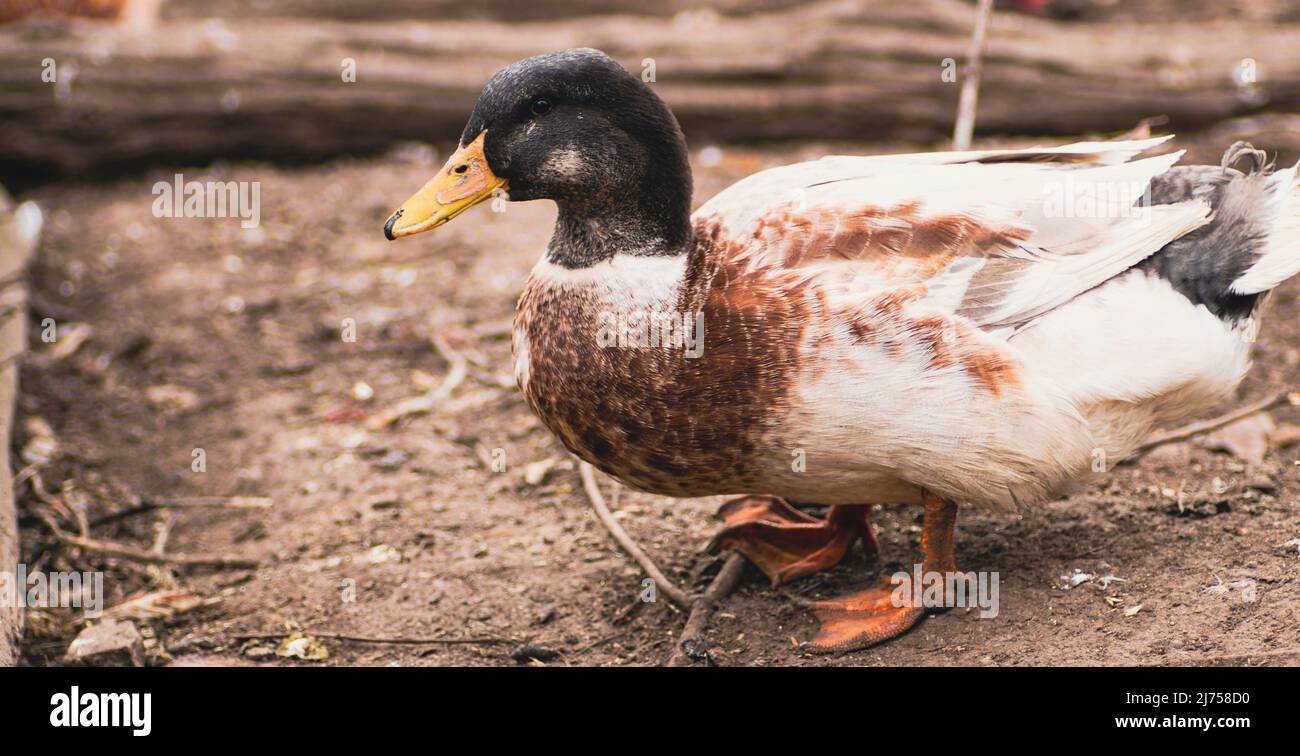 Adult duck in paddock. Domestic duck on walk Stock Photo Alamy