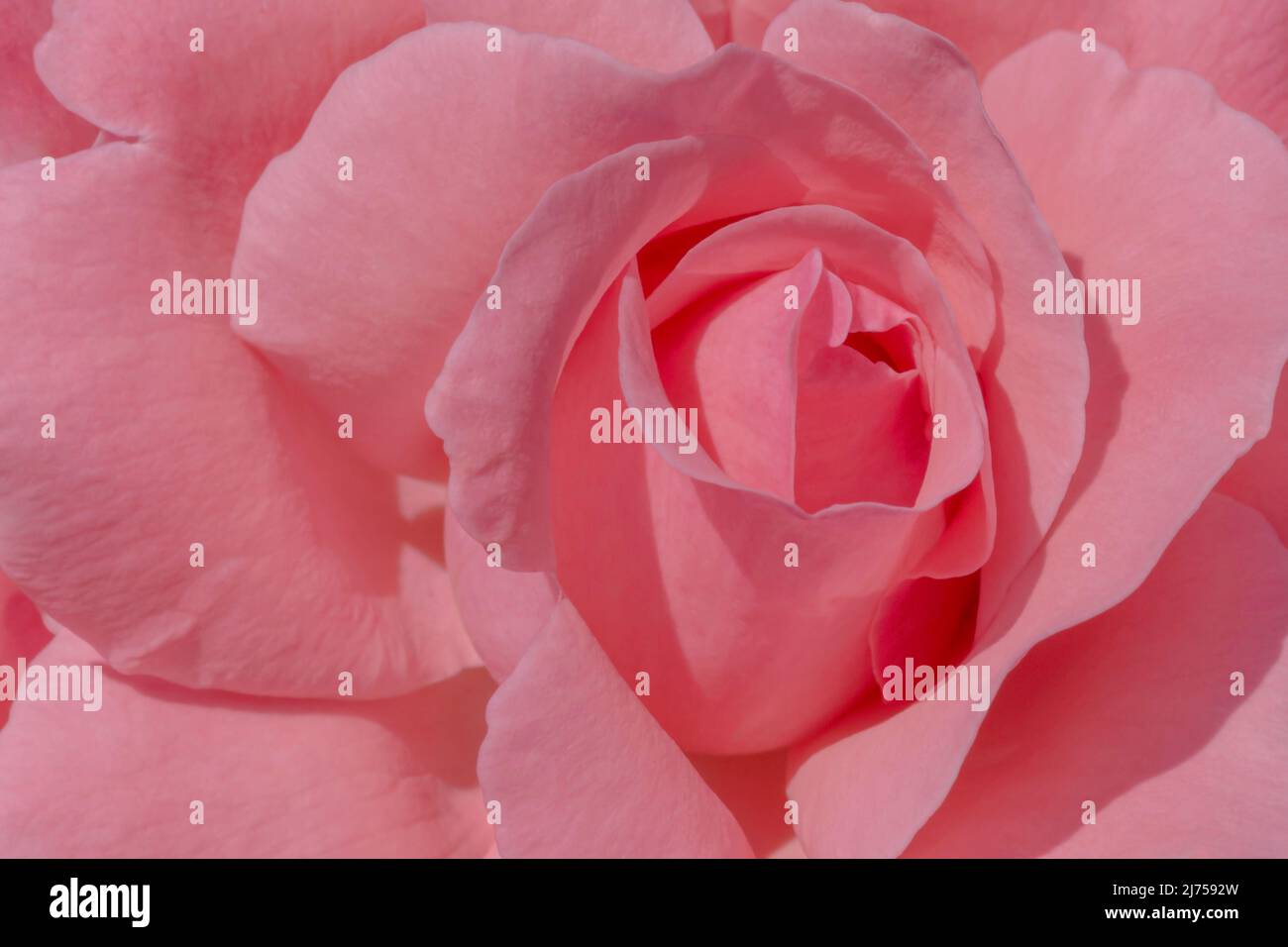 close up of pink rose flower Stock Photo - Alamy