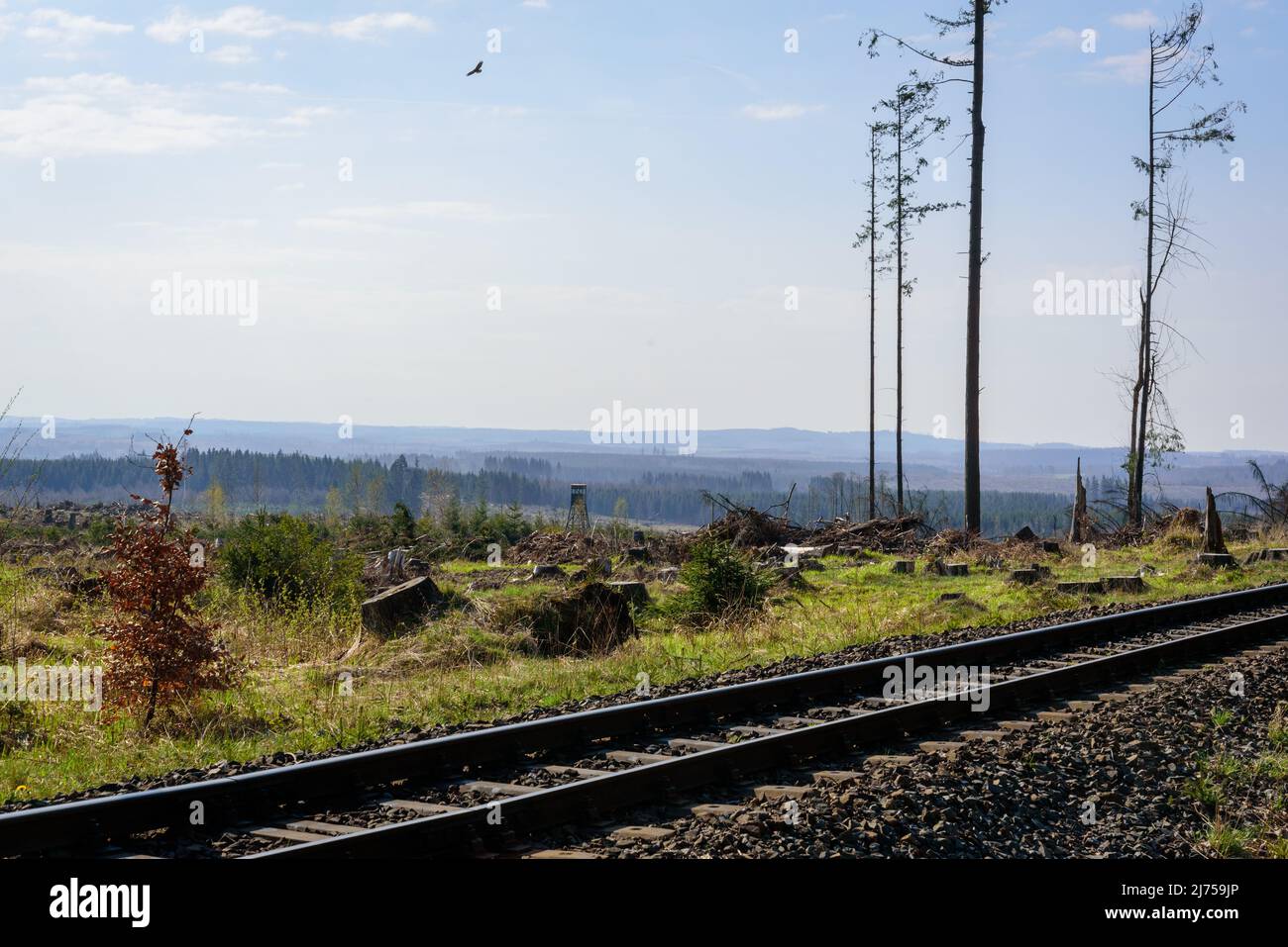 Deforestation caused by bark beetle infestation in fir trees already weakened by climate change in the Harz hill region of central Germany Stock Photo
