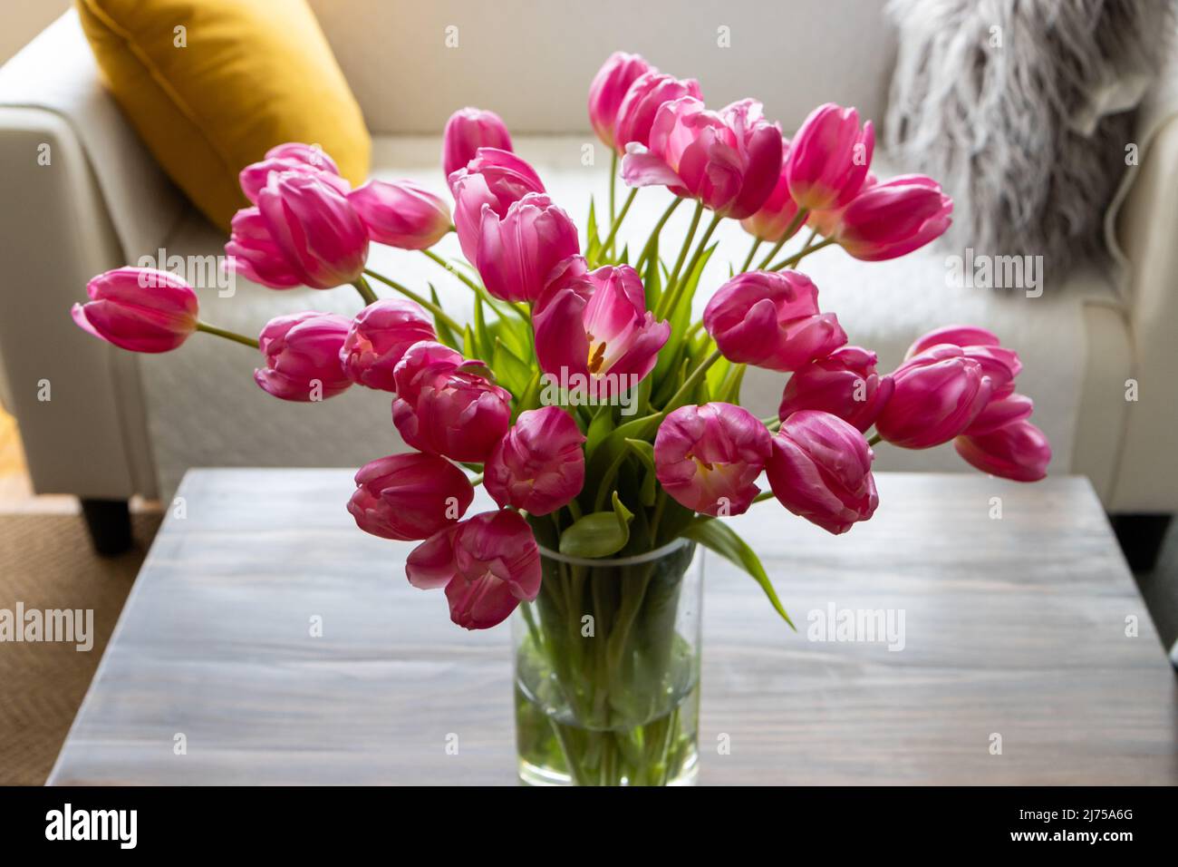 Large pink tulips in a tall vase on a coffee table in the living room ...