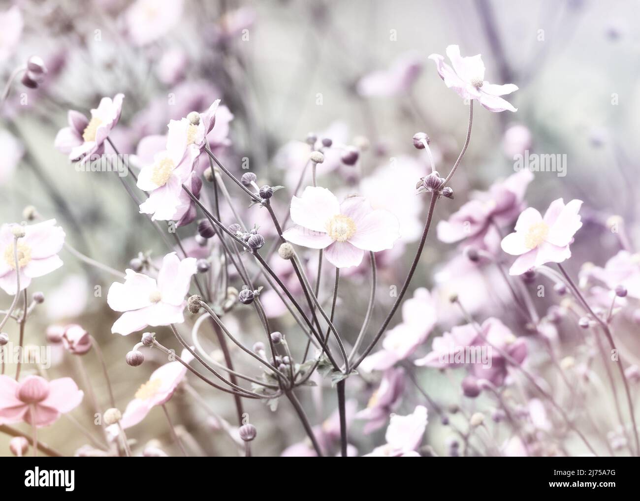 Nature background with spring flowers. (Anemone scabiosa). Selective and soft focus. Copy space. Stock Photo