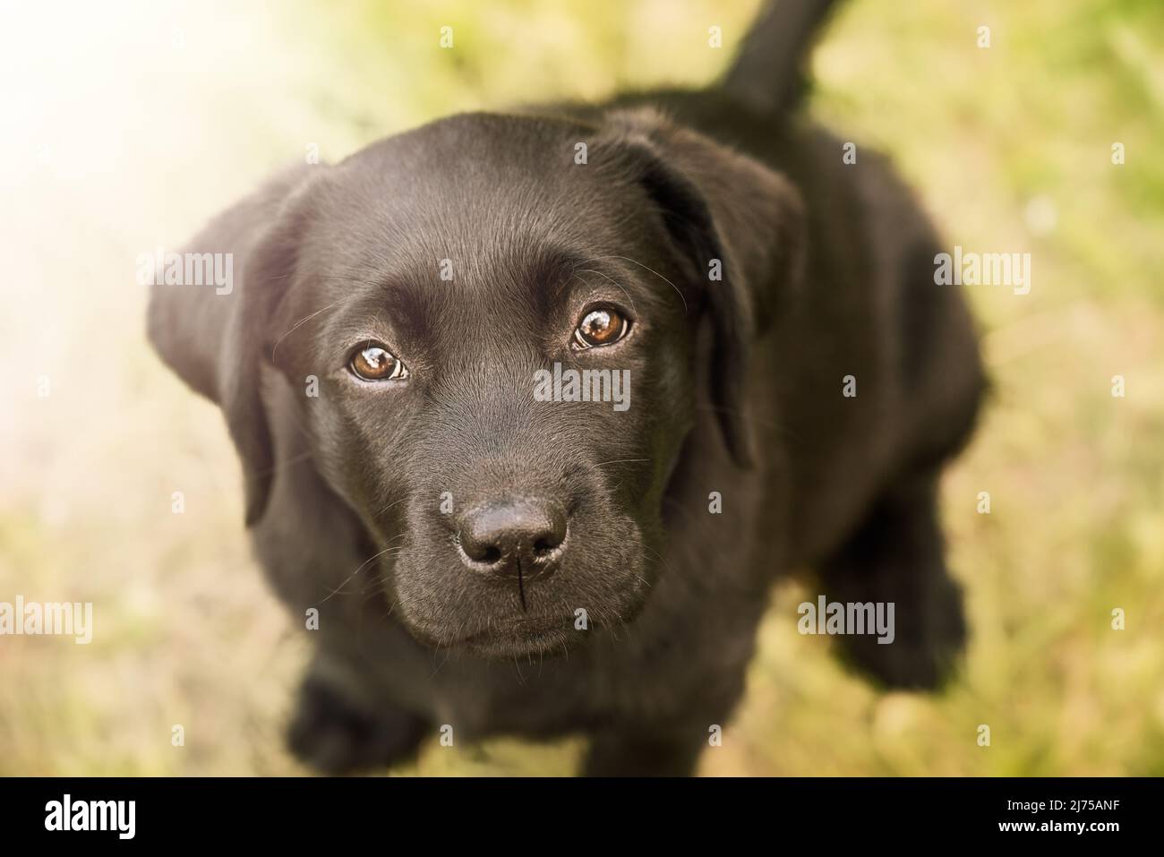 The dog looks at the camera. Black Labrador Retriever puppy sitting on ...