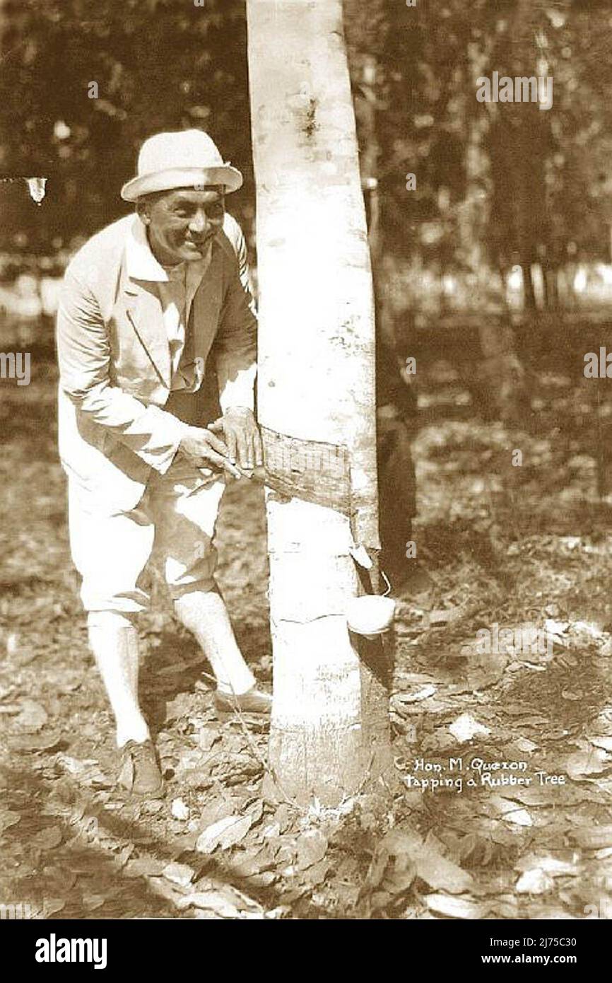 President Manuel Quezon tapping the sap of one of the trees in the pioneering Basilan rubber plantations developed by American Dr. James W. Strong. Stock Photo