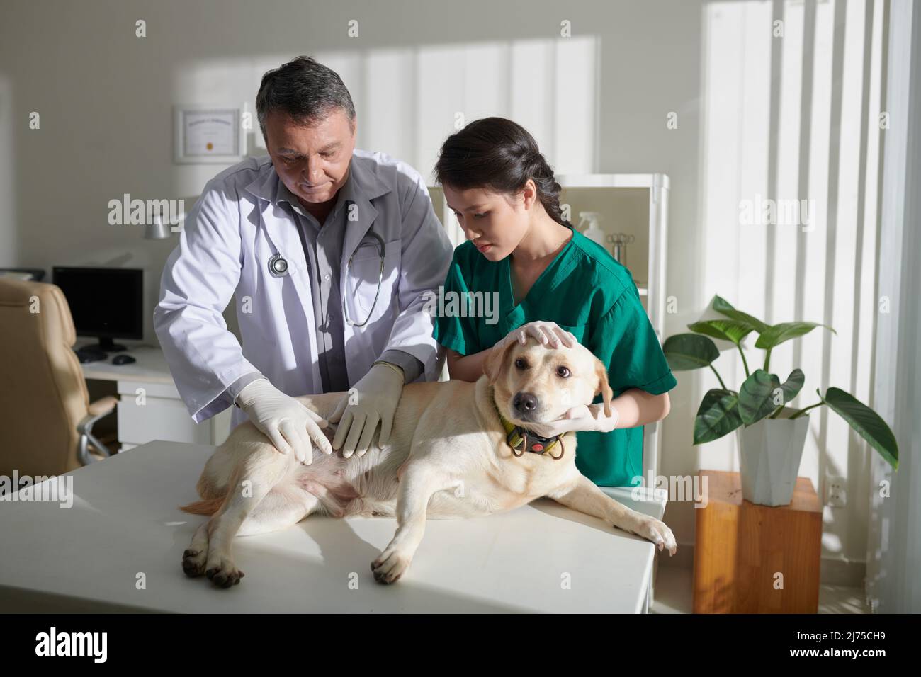 Nurse helping veterinarian examining stomach of labrador retriever dog ...
