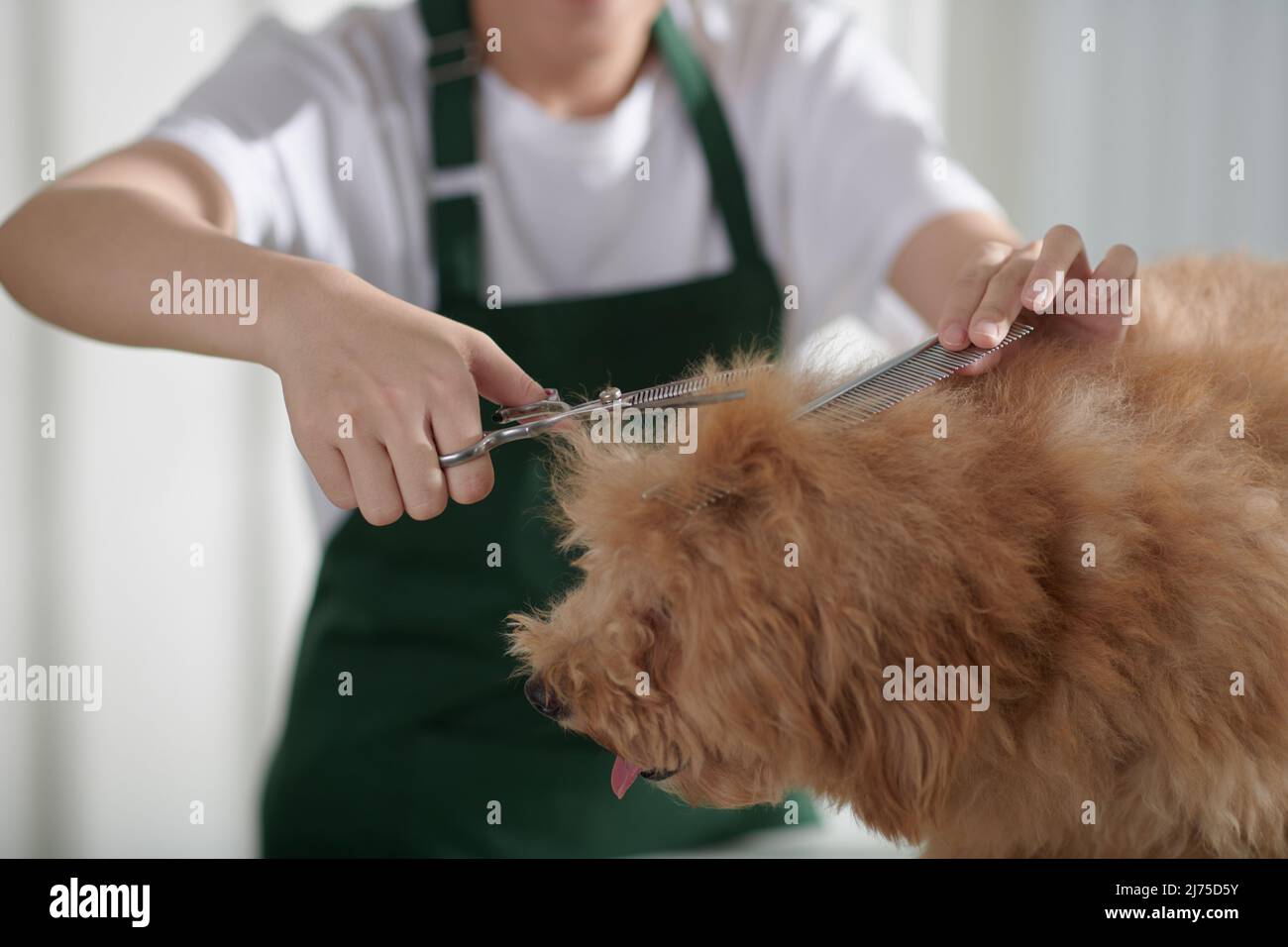 Picture of Professional female groomer brushing and cutting coat of small dog ...