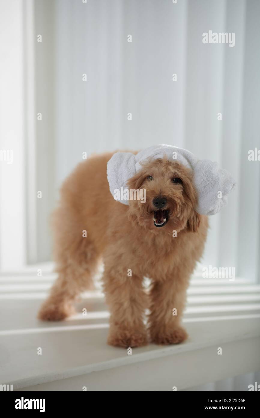 Adorable small dog standing with Korean lamb head towel and looking at camera Stock Photo Alamy