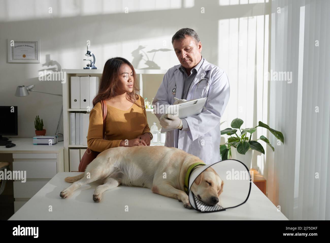 Dog with plastic Elizabethan collar around neck sleeping on medical