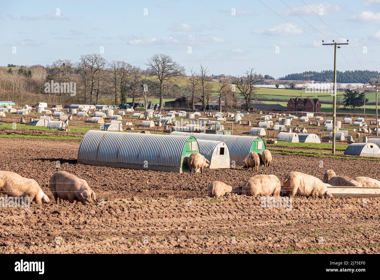 High density outdoor pig farming at Brooms Green on the Gloucestershire - Herefordshire border, England UK Stock Photo