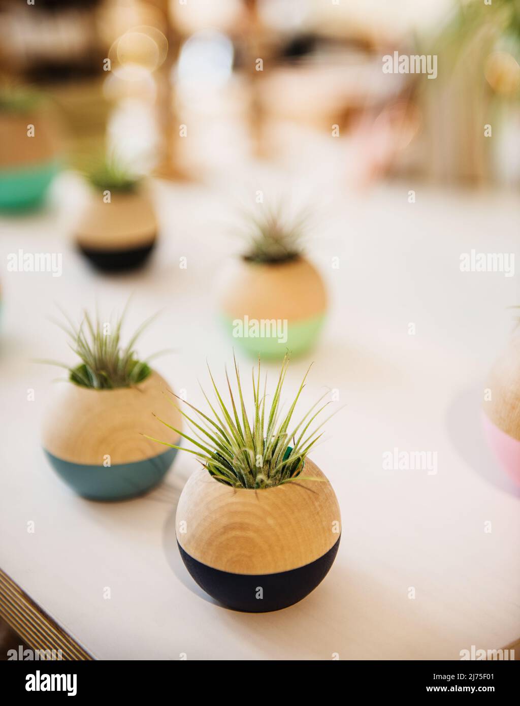 Air plants in wooden vases Stock Photo Alamy