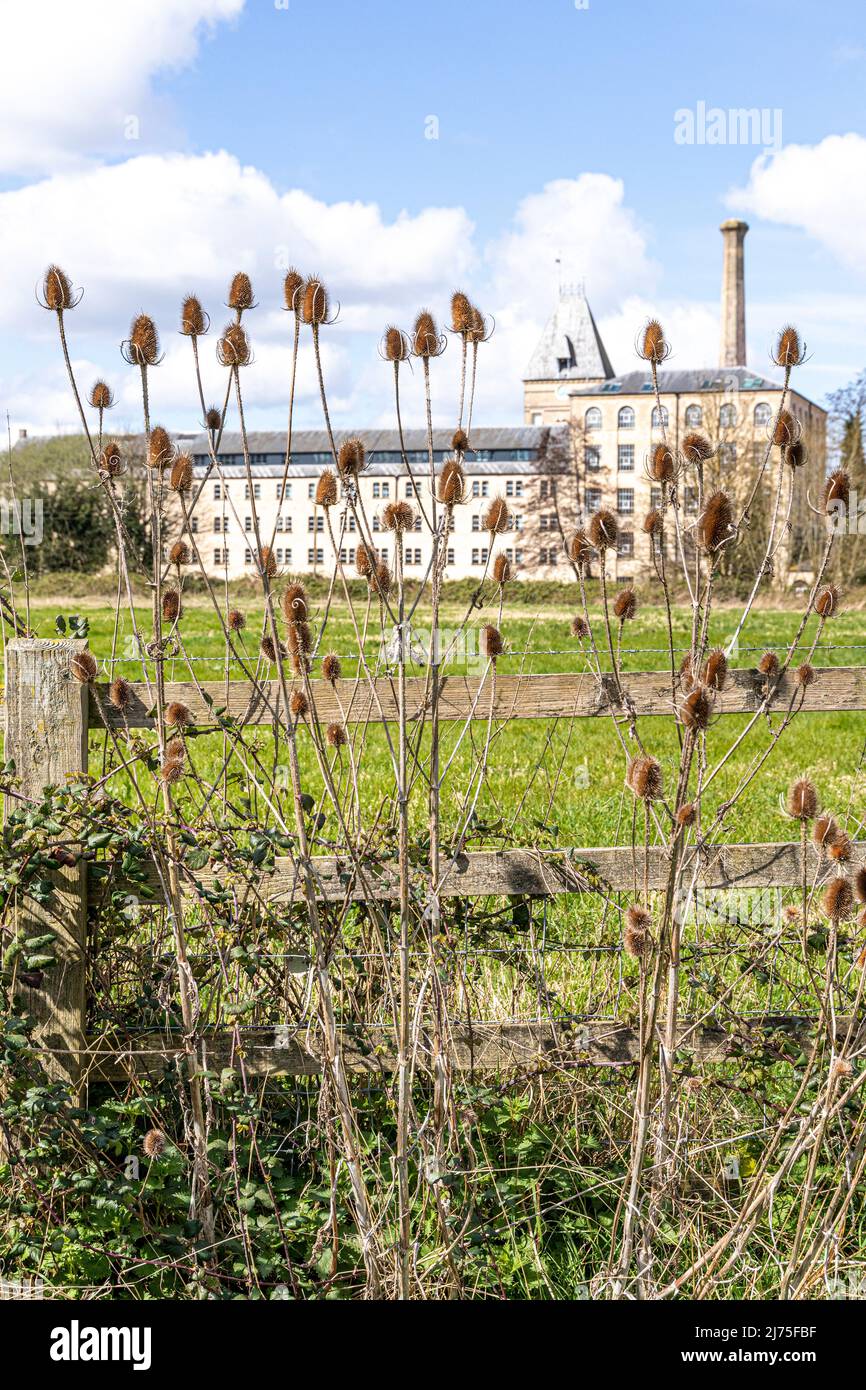 Teasels growing on Ebley Meadows in front of Ebley Mill, a 19th century cloth mill now converted into offices for Stroud District Council, Ebley, Glou Stock Photo