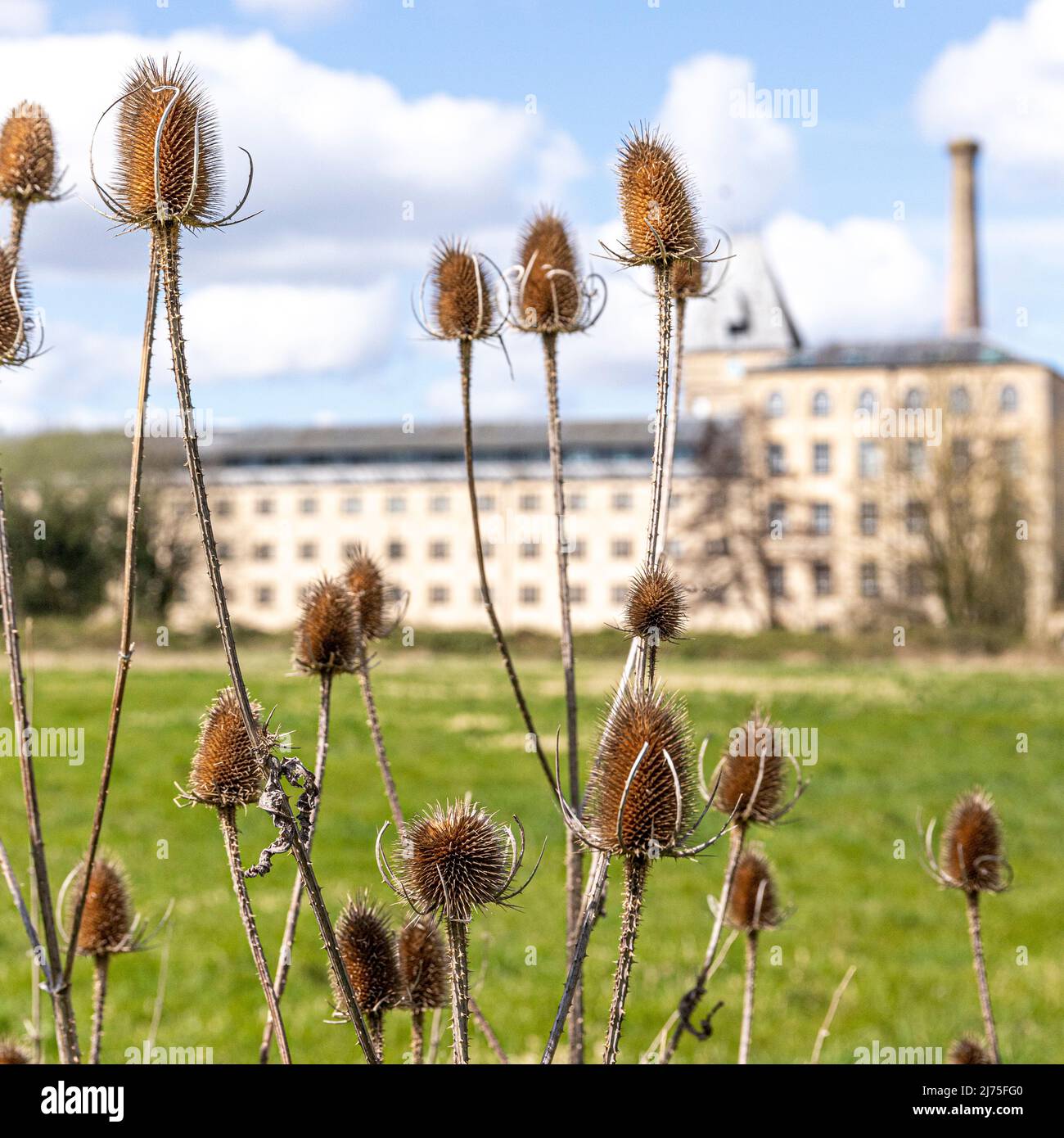 Teasels growing on Ebley Meadows in front of Ebley Mill, a 19th century cloth mill now converted into offices for Stroud District Council, Ebley, Glou Stock Photo