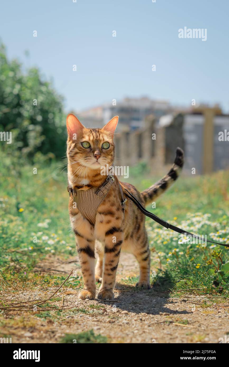 Domestic Bengal cat on a leash during a walk. Stock Photo