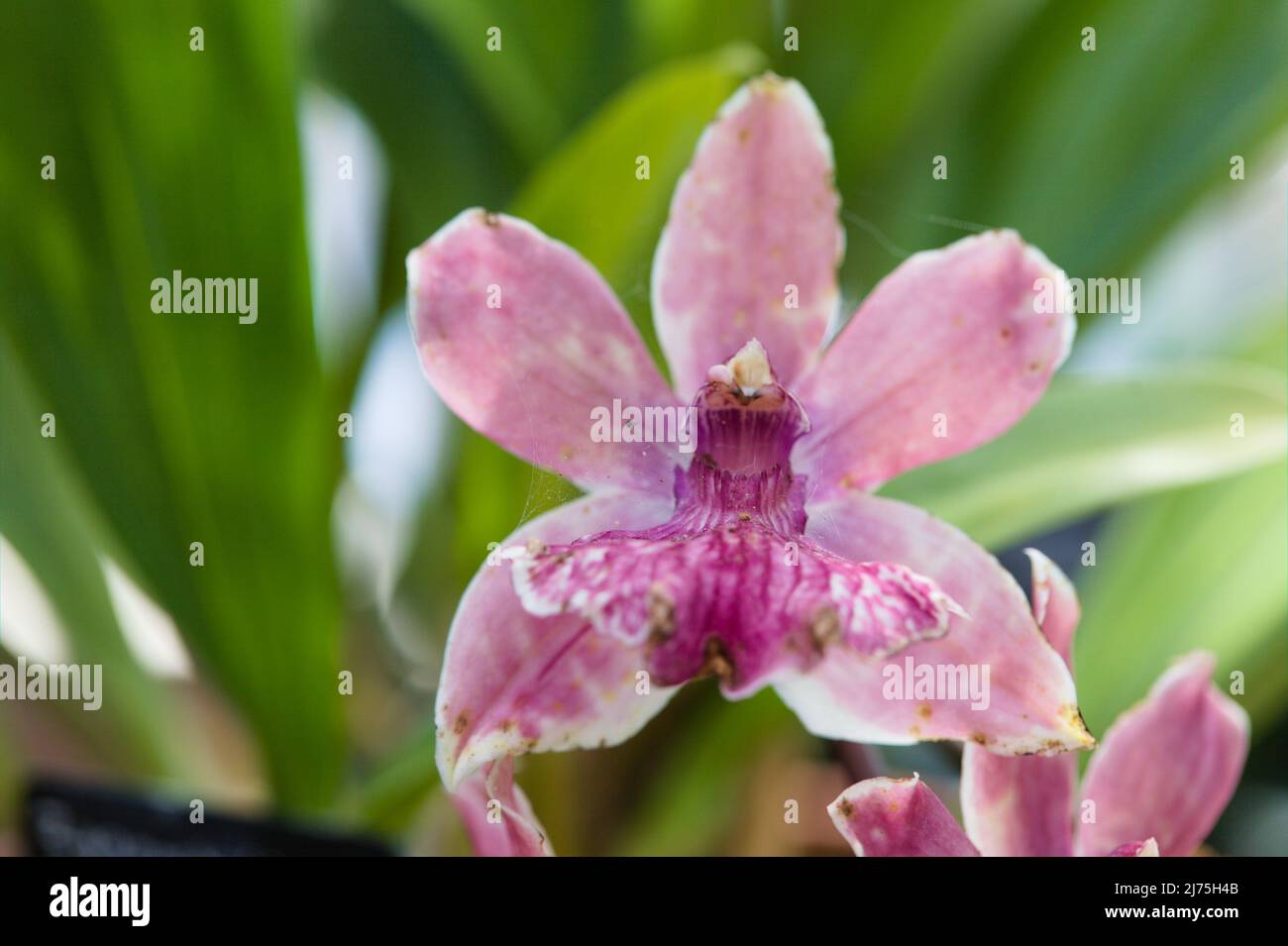 Close-up of tropical orchid hybrid plant , Zygopabstia Poul Moestrup, ' Romy' Stock Photo