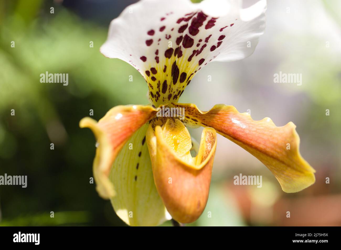 Close-up of a Venus Slipper Orchid , Paphiopedilum gratrixianum. This orchid is native to Laos and Vietnam, Stock Photo