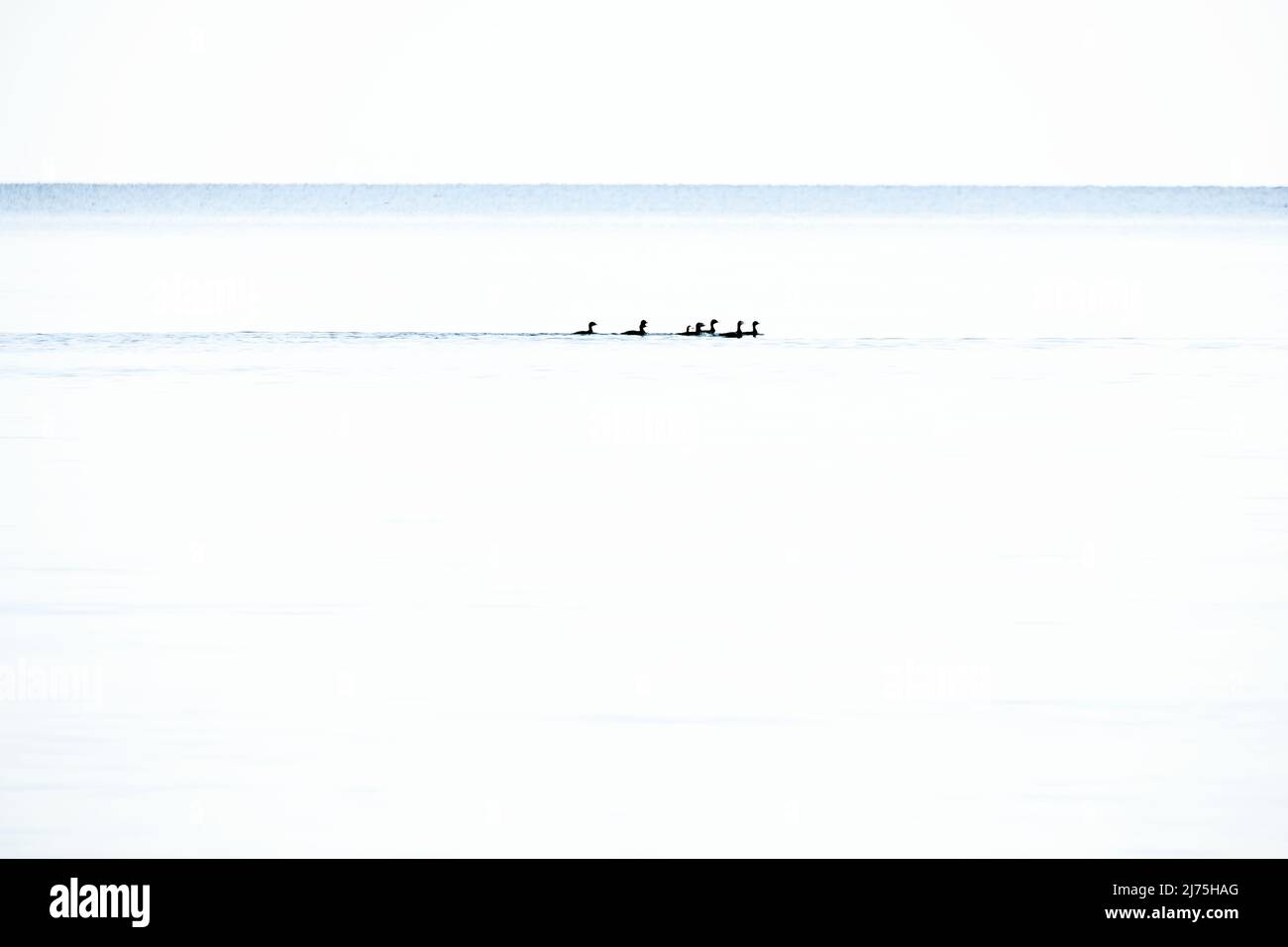 Ducks minimalist in the Formation in high key on the calm Baltic Sea. Wildlife photography by the sea in Germany Stock Photo