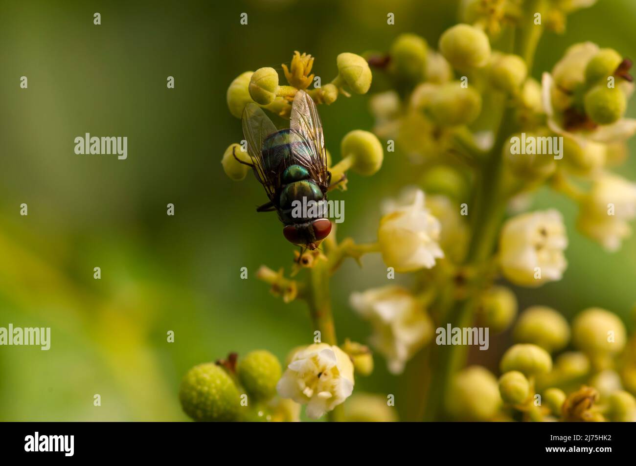 A fly on Dimocarpus longan flower, selected focus Stock Photo