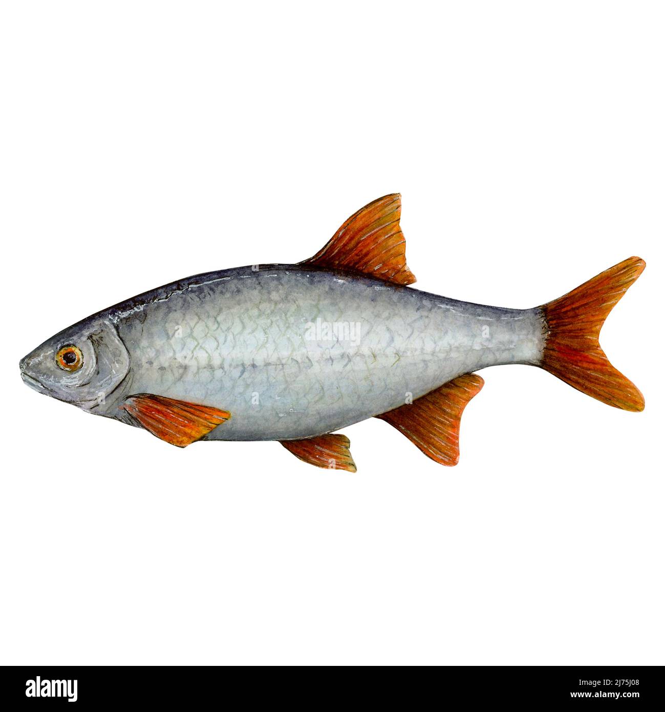River fish called roach lives in almost all water bodies. Has a silver color with red fins and tail Stock Photo