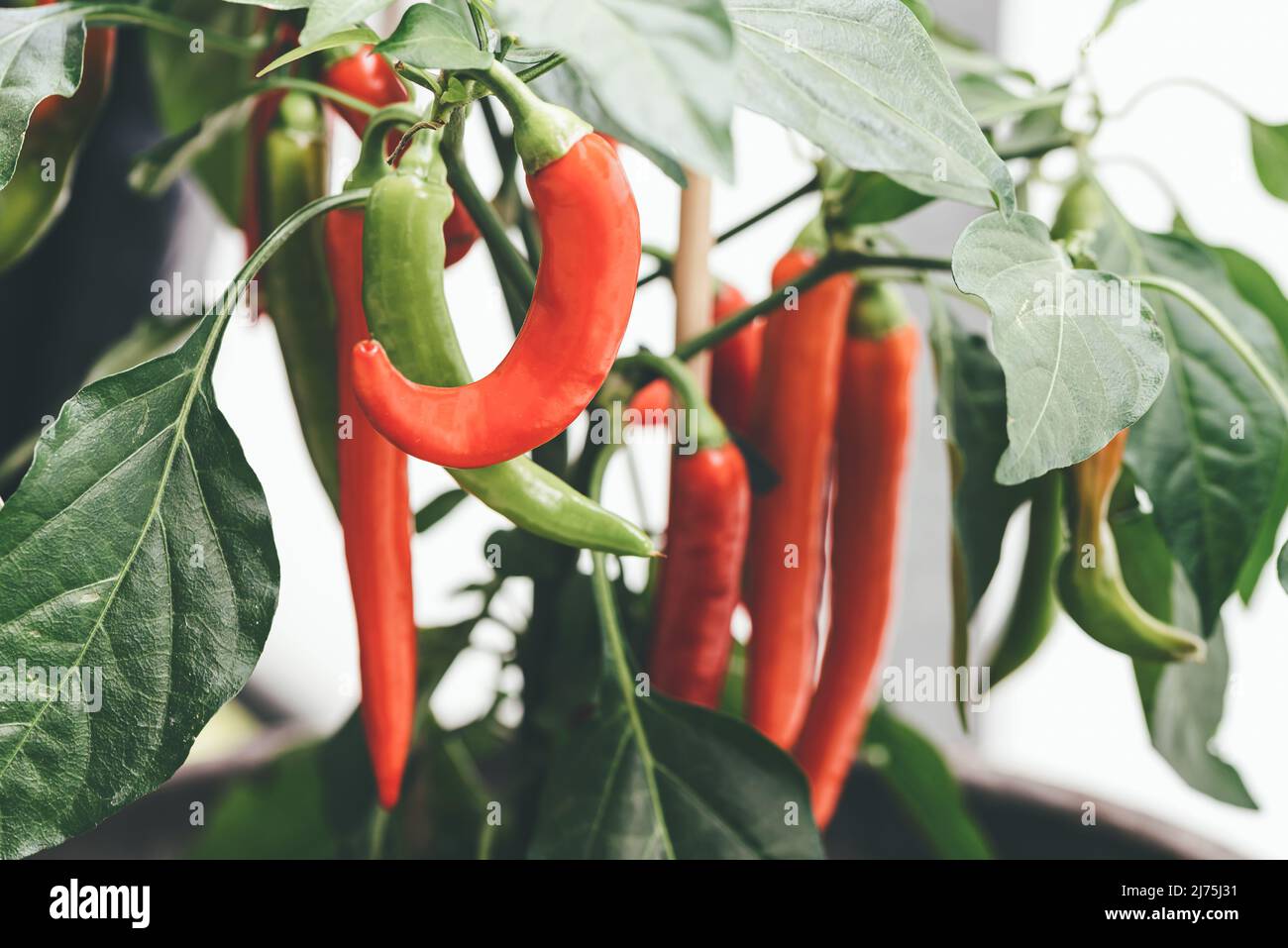 close-up view of red and green chili peppers on plant Stock Photo