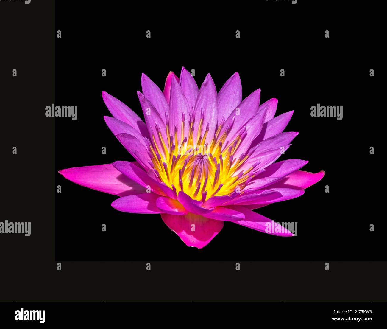 Bright colorful Water Lilies in a pond Stock Photo