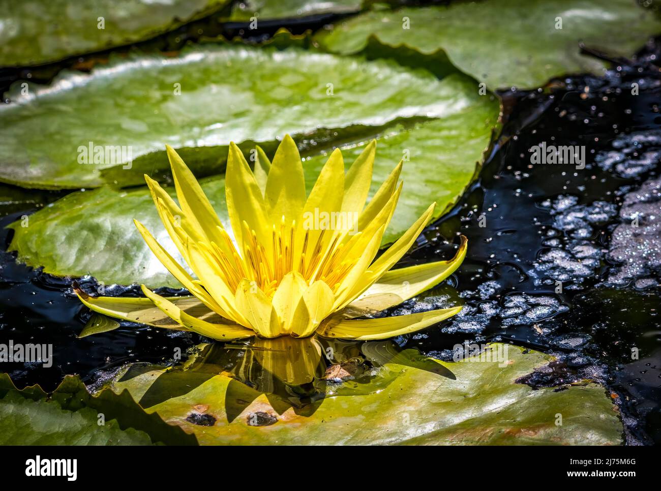 Bright colorful Water Lilies in a pond Stock Photo