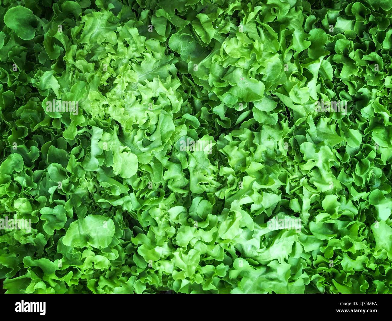 Fresh and green lettuce background texture. Selective focus Stock Photo
