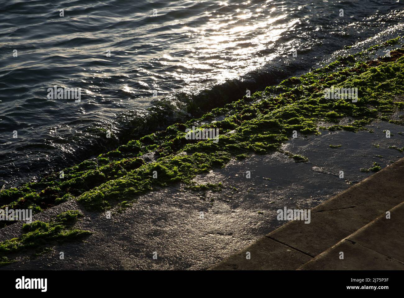 Italien Venedig Uferkante mit Algen -224 Stock Photo