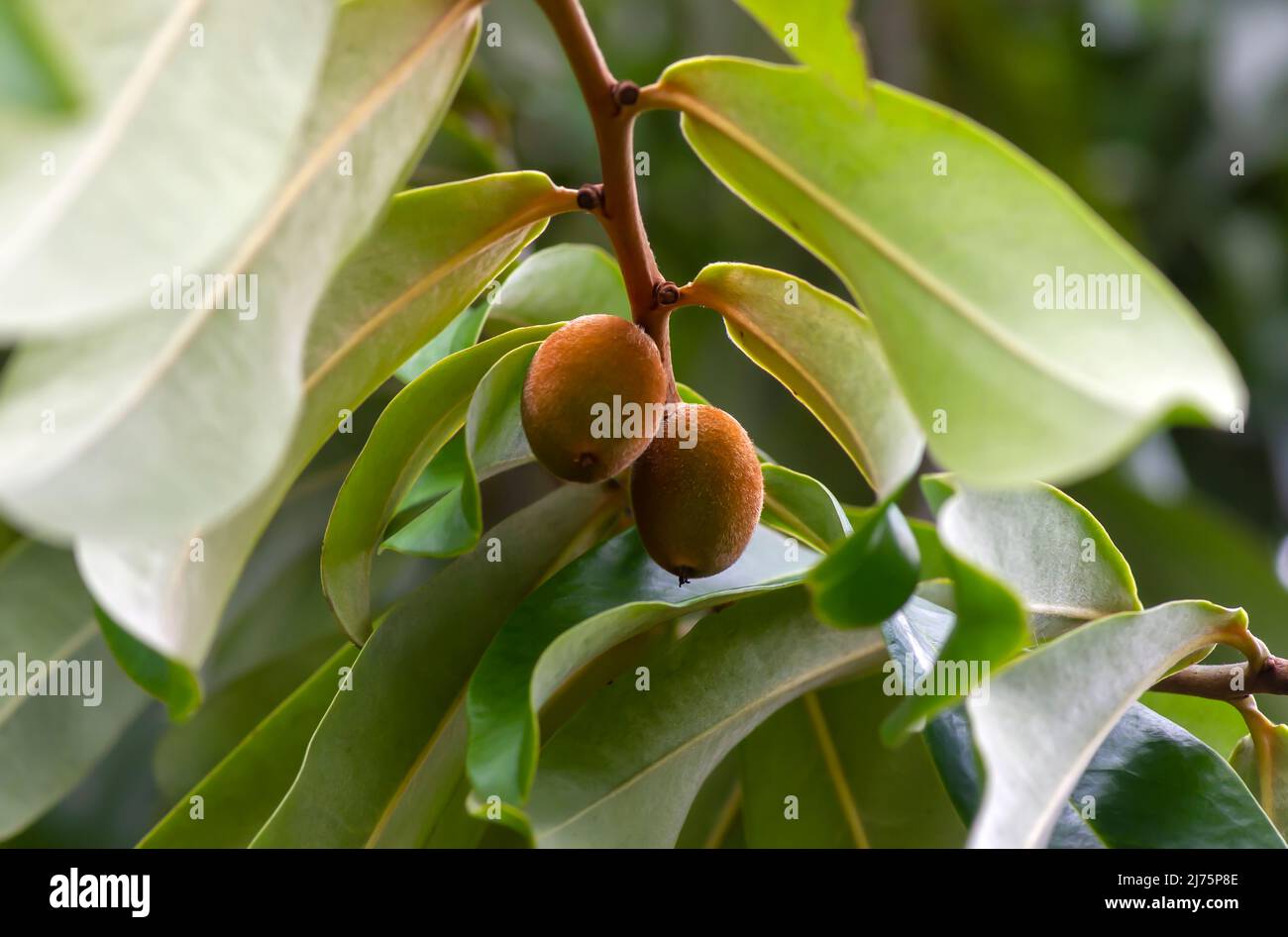 Indonesian dark wood, Ebony (Diospyros celebica) green leaves and seeds, selected focus Stock Photo