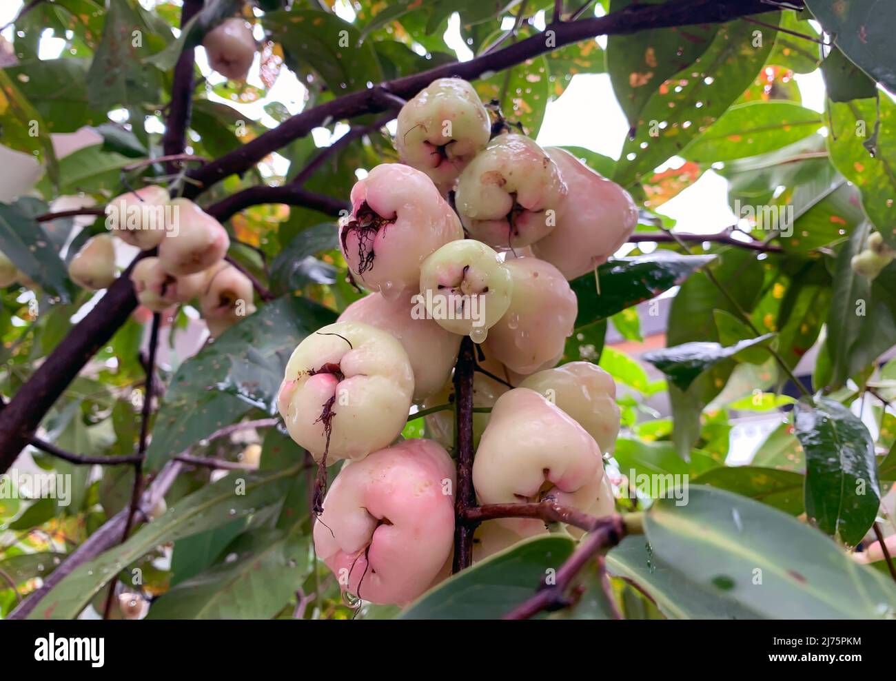 Ripe water apples fruits (Syzygium aqueum) on its tree, known as rose