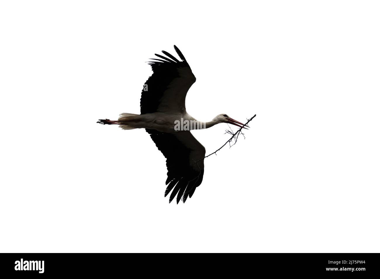White stork with tree twig in beak returning to his nest in the spring season. The stork's nest building. Bird photography. Isolated on white background Stock Photo
