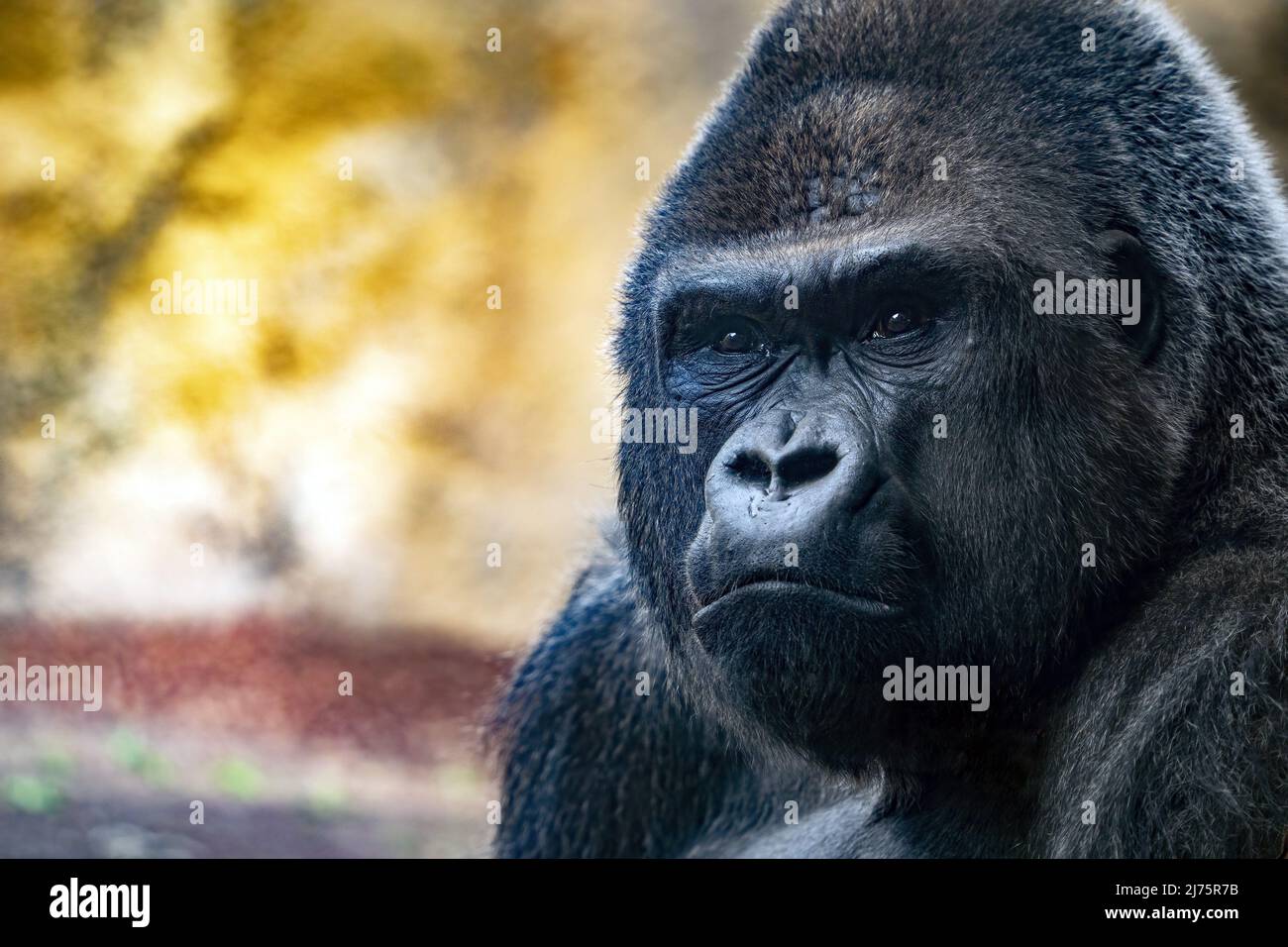King kong monkey hi-res stock photography and images - Alamy