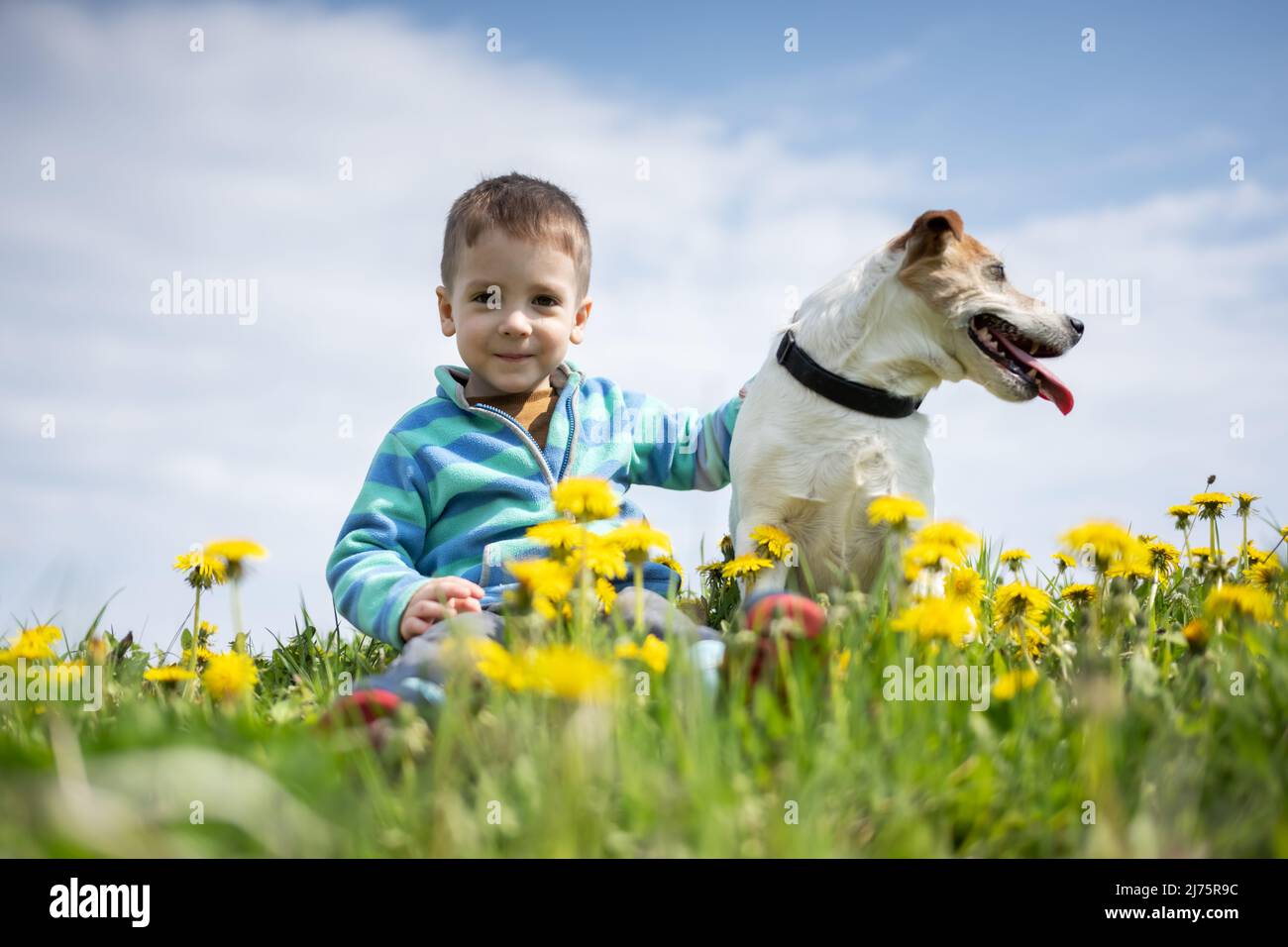 Little boy with Jack Russel Terrier puppy on yellow flowers meadow. Happy Dog with serious gaze Stock Photo
