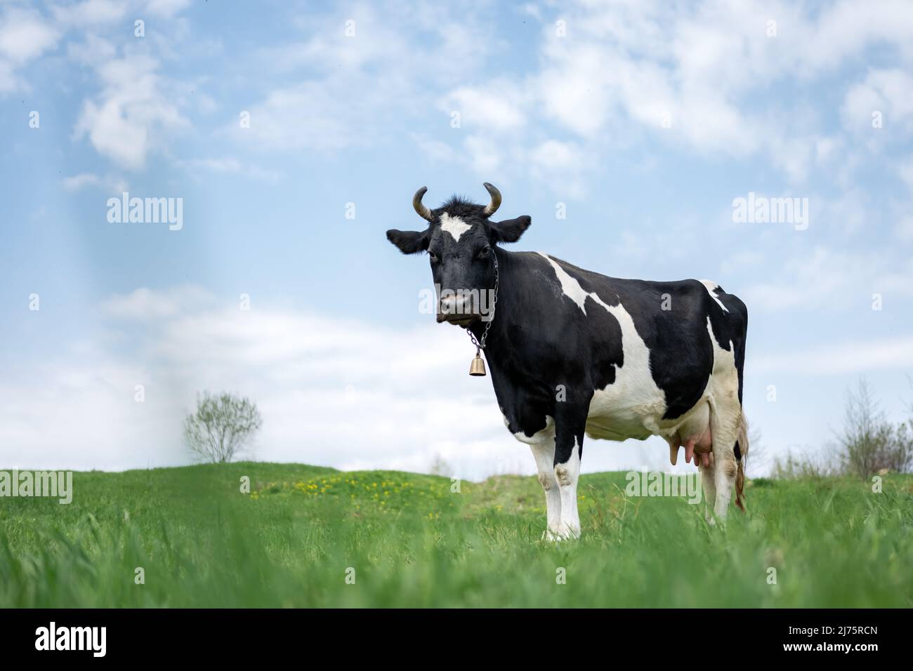 Black and white cow on green field. Pasture with lush green grass and blue sky background Stock Photo
