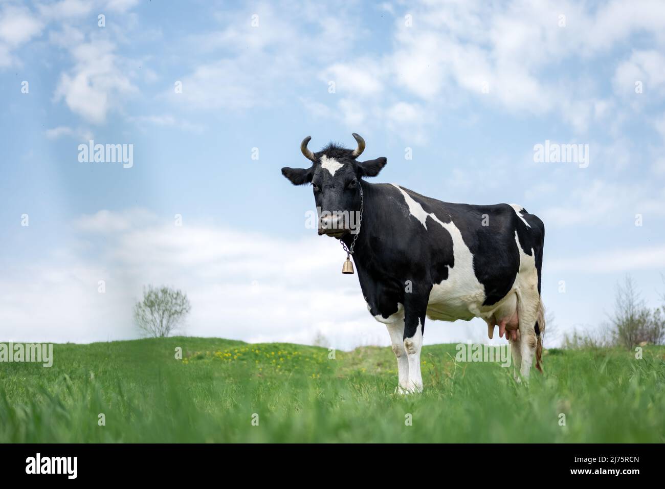 Black and white cow on green field. Pasture with lush green grass and ...
