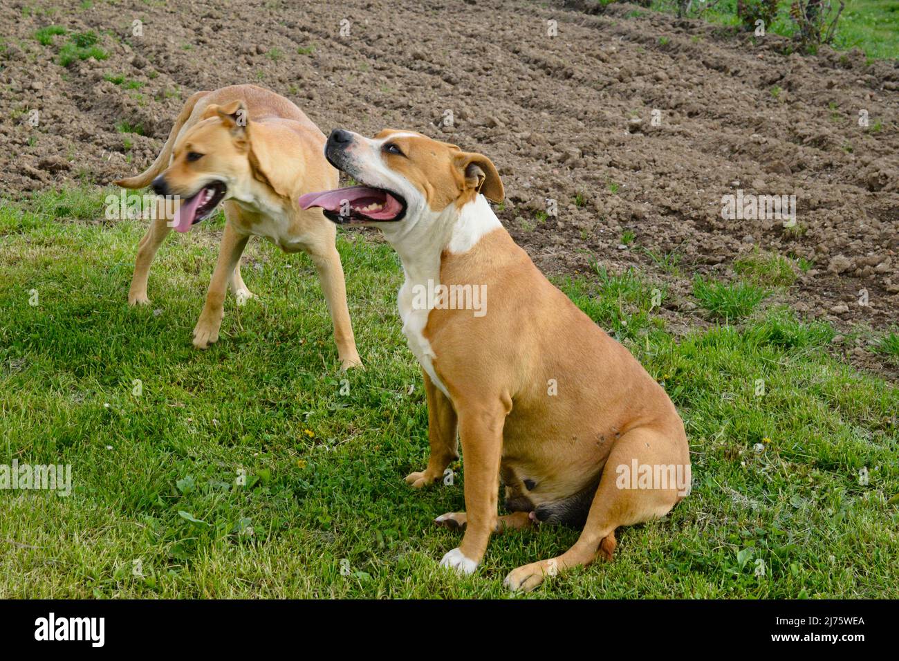amstaff dog rests after running with his tongue out Stock Photo Alamy