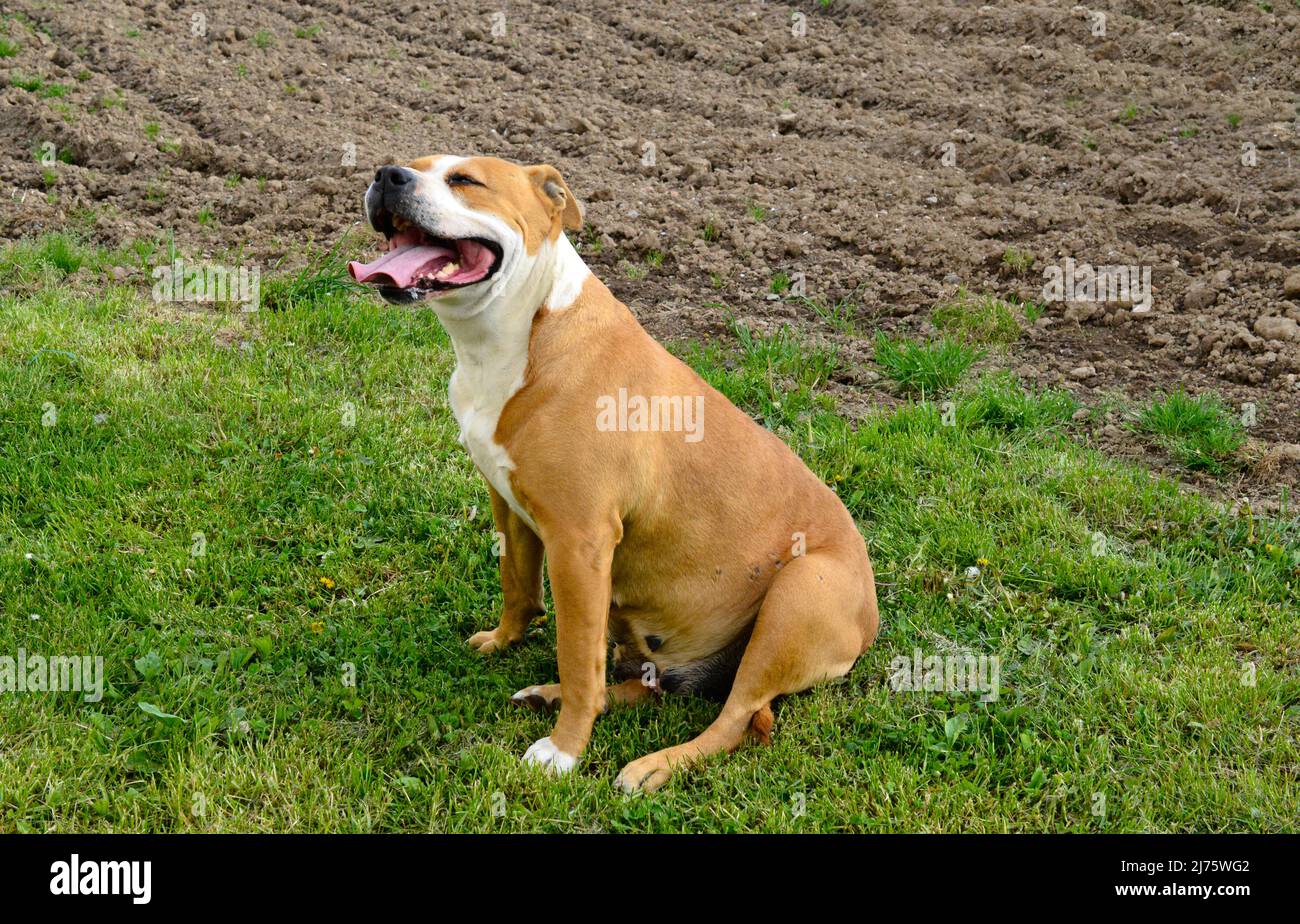 amstaff dog rests after running with his tongue out Stock Photo Alamy